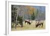 Rocky Mountain Bull Elk Foraging-Ken Archer-Framed Photographic Print