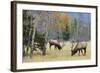 Rocky Mountain Bull Elk Foraging-Ken Archer-Framed Photographic Print