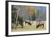 Rocky Mountain Bull Elk Foraging-Ken Archer-Framed Photographic Print