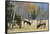 Rocky Mountain Bull Elk Foraging-Ken Archer-Framed Stretched Canvas