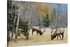 Rocky Mountain Bull Elk Foraging-Ken Archer-Stretched Canvas