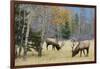 Rocky Mountain Bull Elk Foraging-Ken Archer-Framed Photographic Print