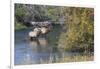 Rocky Mountain Bull Elk in River-Ken Archer-Framed Photographic Print