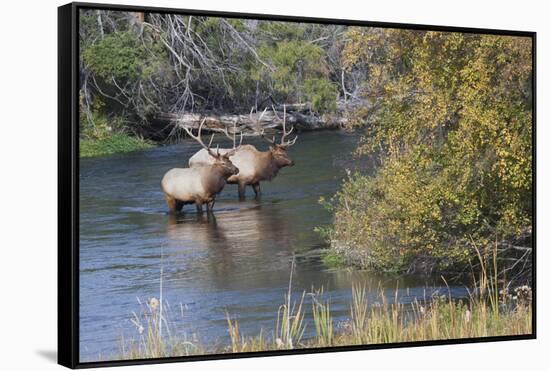 Rocky Mountain Bull Elk in River-Ken Archer-Framed Stretched Canvas