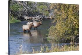 Rocky Mountain Bull Elk in River-Ken Archer-Stretched Canvas