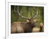 Rocky mountain bull elk in rut, Madison River, Yellowstone National Park, Wyoming-Maresa Pryor-Framed Photographic Print