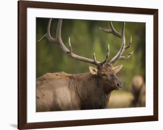 Rocky mountain bull elk in rut, Madison River, Yellowstone National Park, Wyoming-Maresa Pryor-Framed Photographic Print