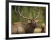 Rocky mountain bull elk in rut, Madison River, Yellowstone National Park, Wyoming-Maresa Pryor-Framed Photographic Print