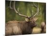 Rocky mountain bull elk in rut, Madison River, Yellowstone National Park, Wyoming-Maresa Pryor-Mounted Photographic Print