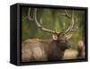 Rocky mountain bull elk in rut, Madison River, Yellowstone National Park, Wyoming-Maresa Pryor-Framed Stretched Canvas