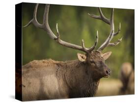 Rocky mountain bull elk in rut, Madison River, Yellowstone National Park, Wyoming-Maresa Pryor-Stretched Canvas