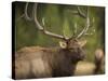 Rocky mountain bull elk in rut, Madison River, Yellowstone National Park, Wyoming-Maresa Pryor-Stretched Canvas