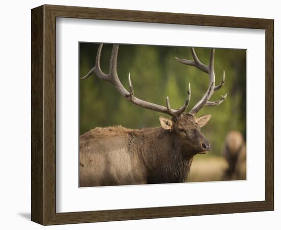 Rocky mountain bull elk in rut, Madison River, Yellowstone National Park, Wyoming-Maresa Pryor-Framed Photographic Print