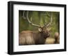 Rocky mountain bull elk in rut, Madison River, Yellowstone National Park, Wyoming-Maresa Pryor-Framed Photographic Print