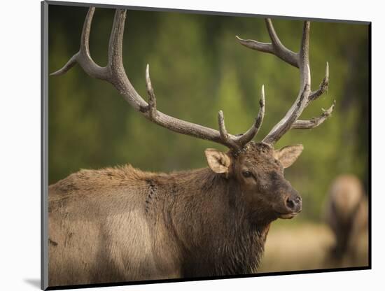 Rocky mountain bull elk in rut, Madison River, Yellowstone National Park, Wyoming-Maresa Pryor-Mounted Photographic Print