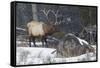 Rocky Mountain Bull Elk, Late Winter-Ken Archer-Framed Stretched Canvas