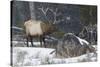 Rocky Mountain Bull Elk, Late Winter-Ken Archer-Stretched Canvas