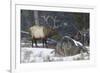 Rocky Mountain Bull Elk, Late Winter-Ken Archer-Framed Photographic Print