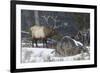 Rocky Mountain Bull Elk, Late Winter-Ken Archer-Framed Photographic Print