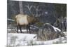 Rocky Mountain Bull Elk, Late Winter-Ken Archer-Mounted Photographic Print