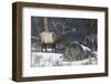 Rocky Mountain Bull Elk, Late Winter-Ken Archer-Framed Photographic Print