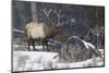 Rocky Mountain Bull Elk, Late Winter-Ken Archer-Mounted Photographic Print
