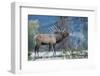 Rocky Mountain bull elk morning bugle-Ken Archer-Framed Photographic Print