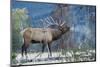 Rocky Mountain bull elk morning bugle-Ken Archer-Mounted Photographic Print