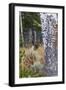 Rocky Mountain Bull Elk Resting Among Aspens-Ken Archer-Framed Photographic Print