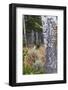 Rocky Mountain Bull Elk Resting Among Aspens-Ken Archer-Framed Photographic Print