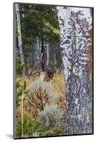 Rocky Mountain Bull Elk Resting Among Aspens-Ken Archer-Mounted Photographic Print