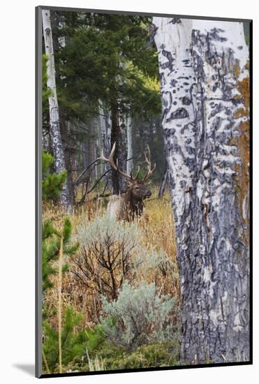 Rocky Mountain Bull Elk Resting Among Aspens-Ken Archer-Mounted Photographic Print