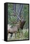 Rocky Mountain Bull Elk, Scenting Marking Pine Tree-Ken Archer-Framed Stretched Canvas