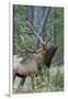 Rocky Mountain Bull Elk, Scenting Marking Pine Tree-Ken Archer-Framed Photographic Print