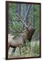 Rocky Mountain Bull Elk, Scenting Marking Pine Tree-Ken Archer-Framed Photographic Print