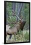 Rocky Mountain Bull Elk, Scenting Marking Pine Tree-Ken Archer-Framed Photographic Print