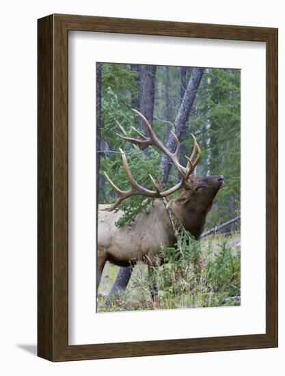 Rocky Mountain Bull Elk, Scenting Marking Pine Tree-Ken Archer-Framed Photographic Print