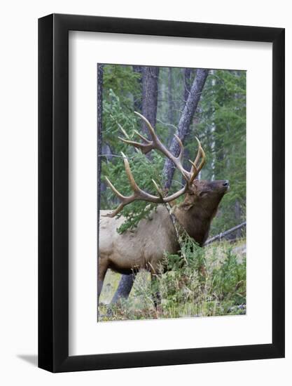 Rocky Mountain Bull Elk, Scenting Marking Pine Tree-Ken Archer-Framed Photographic Print