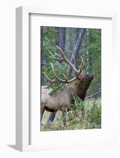 Rocky Mountain Bull Elk, Scenting Marking Pine Tree-Ken Archer-Framed Photographic Print