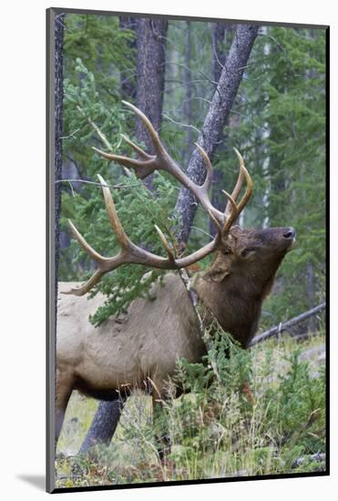 Rocky Mountain Bull Elk, Scenting Marking Pine Tree-Ken Archer-Mounted Photographic Print