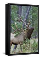 Rocky Mountain Bull Elk, Scenting Marking Pine Tree-Ken Archer-Framed Stretched Canvas