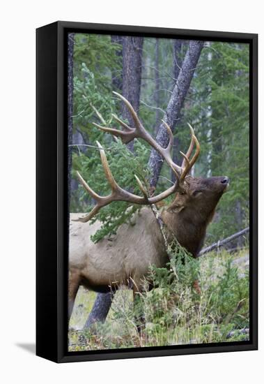 Rocky Mountain Bull Elk, Scenting Marking Pine Tree-Ken Archer-Framed Stretched Canvas