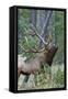 Rocky Mountain Bull Elk, Scenting Marking Pine Tree-Ken Archer-Framed Stretched Canvas