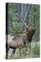 Rocky Mountain Bull Elk, Scenting Marking Pine Tree-Ken Archer-Stretched Canvas