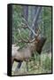 Rocky Mountain Bull Elk, Scenting Marking Pine Tree-Ken Archer-Framed Stretched Canvas