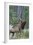 Rocky Mountain Bull Elk, Scenting Marking Pine Tree-Ken Archer-Framed Photographic Print