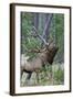 Rocky Mountain Bull Elk, Scenting Marking Pine Tree-Ken Archer-Framed Photographic Print