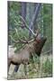 Rocky Mountain Bull Elk, Scenting Marking Pine Tree-Ken Archer-Mounted Photographic Print
