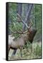 Rocky Mountain Bull Elk, Scenting Marking Pine Tree-Ken Archer-Framed Stretched Canvas