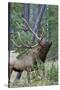 Rocky Mountain Bull Elk, Scenting Marking Pine Tree-Ken Archer-Stretched Canvas